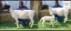 1+1 X DORPER T4 EWE Bashewa Dorpers