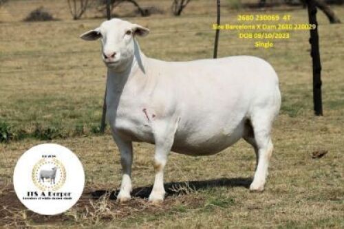 1+1 X WHITE DORPER T4 EWE It&rsquo;s a Dorper White Dorper Stud