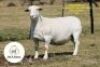 1+1 X WHITE DORPER T4 EWE It&rsquo;s a Dorper White Dorper Stud