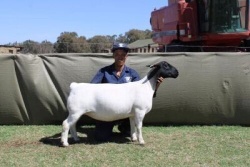 1 X DORPER T4 PREGNANT EWE Blydschap Dorpers