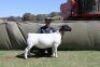 1 X DORPER T4 PREGNANT EWE Blydschap Dorpers