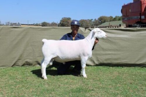 1 X WHITE DORPER T3 RAM Blydschap Dorpers