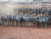 24 X BLOUWILDEBEES/BLUE WILDEBEEST (Per Piece to take the lot) - 2