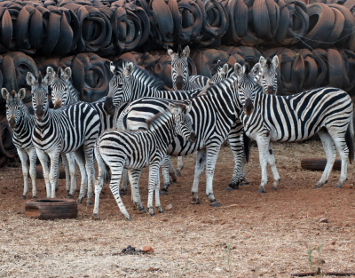 7+2 X SEBRA/ZEBRA (Per Piece to take the lot)