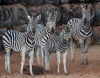 7+2 X SEBRA/ZEBRA (Per Piece to take the lot) - 2