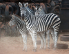 7+2 X SEBRA/ZEBRA (Per Piece to take the lot) - 3