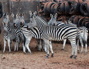 7+2 X SEBRA/ZEBRA (Per Piece to take the lot)