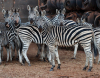 7+2 X SEBRA/ZEBRA (Per Piece to take the lot) - 2