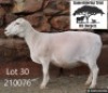 1 X WHITE DORPER T4 EWE Kameeldoring Trust Witdorpers