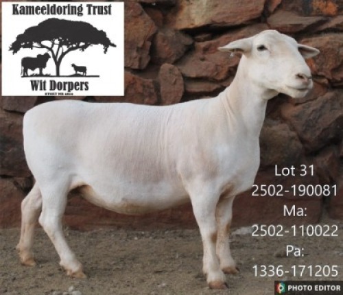 WITHDRAWN - 1 X WHITE DORPER EWE Kameeldoring Trust Witdorpers