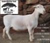WITHDRAWN - 1 X WHITE DORPER EWE Kameeldoring Trust Witdorpers