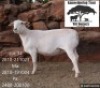 WITHDRAWN - 1 X WHITE DORPER EWE Kameeldoring Trust Witdorpers