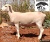 1 X WHITE DORPER T4 EWE Kameeldoring Trust Witdorpers