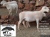 1+1 X WHITE DORPER T3 EWE Kameeldoring Trust Witdorpers
