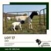 1+1 X DORPER T4 EWE Jansuli Dorperstoet