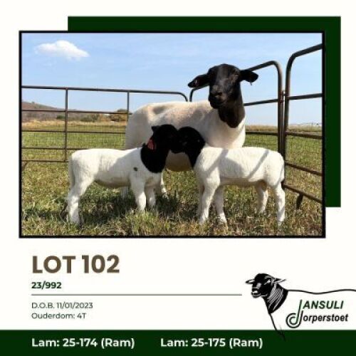 1+2 X DORPER T3 EWE Jansuli Dorperstoet