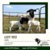 1+2 X DORPER T3 EWE Jansuli Dorperstoet