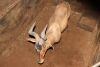 1 X ROOIHARTBEES/RED HARTEBEEST