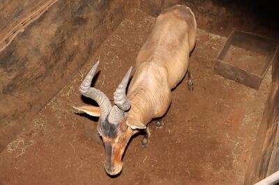 1 X ROOIHARTBEES/RED HARTEBEEST