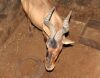 1 X ROOIHARTBEES/RED HARTEBEEST - 2