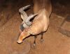 1 X ROOIHARTBEES/RED HARTEBEEST - 3