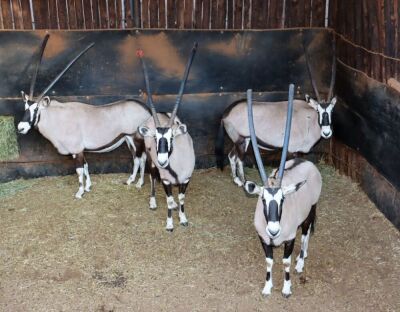 3 X GEMSBOK/ORYX (Per Piece to take the lot)