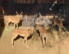 4 X ROOIBOK/IMPALA (Per Piece to take the lot)