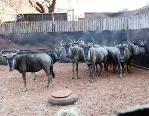 10 X BLOUWILDEBEES/BLUE WILDEBEEST (Per Piece to take the lot)