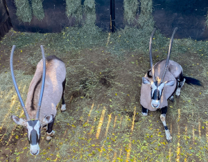 2 X GEMSBOK/ORYX (Per Piece to take the lot)