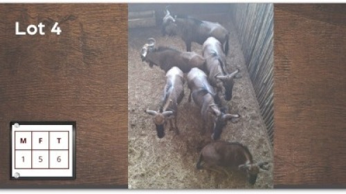 6X BLOUWILDEBEES M:1 V/F:5 (Per Piece to take the lot/Per stuk om lot te neem)