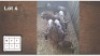 6X BLOUWILDEBEES M:1 V/F:5 (Per Piece to take the lot/Per stuk om lot te neem)
