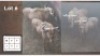 2X GOUE WILDEBEES M:2 (Per Piece to take the lot/Per stuk om lot te neem)