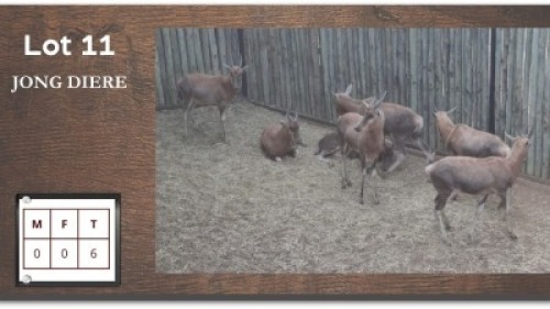 5X BLESBOK (Per Piece to take the lot/Per stuk om lot te neem)