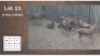 5X BLESBOK (Per Piece to take the lot/Per stuk om lot te neem)
