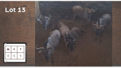 5X BLOUWILDEBEES V/F:5 (Per Piece to take the lot/Per stuk om lot te neem)