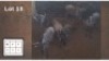 5X BLOUWILDEBEES V/F:5 (Per Piece to take the lot/Per stuk om lot te neem)