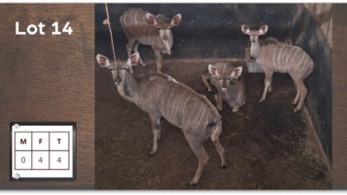4X KOEDOE V/F:4 (Per Piece to take the lot/Per stuk om lot te neem)