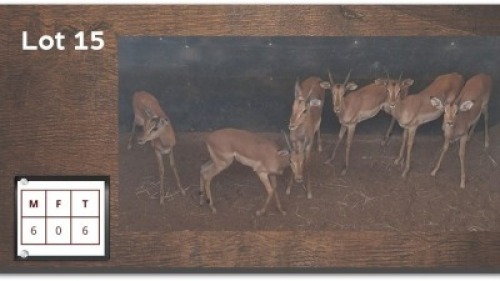 6X ROOIBOK M:6 (Per Piece to take the lot/Per stuk om lot te neem)