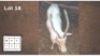 1X WIT BLESBOK M:1