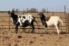3 X MEATMASTERS OOI/EWE DIDYMUS MEATMASTERS - 2
