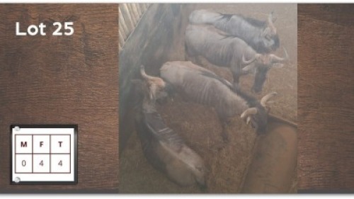 4X BLOUWILDEBEES V/F:4 (Per Piece to take the lot/Per stuk om lot te neem)