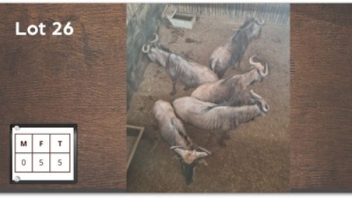 5X BLOUWILDEBEES V/F:5 (Per Piece to take the lot/Per stuk om lot te neem)