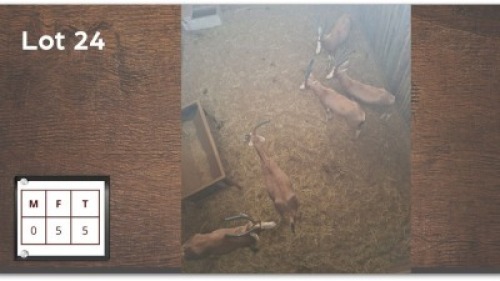 5X BLESBOK V/F:5 (Per Piece to take the lot/Per stuk om lot te neem)