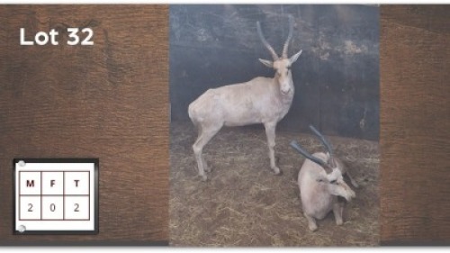 2X WIT BLESBOK M:2 (Per Piece to take the lot/Per stuk om lot te neem)