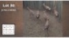 6X BLESBOK (Per Piece to take the lot/Per stuk om lot te neem)