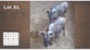 2X BLOUWILDEBEES M:2 (Per Piece to take the lot/Per stuk om lot te neem)