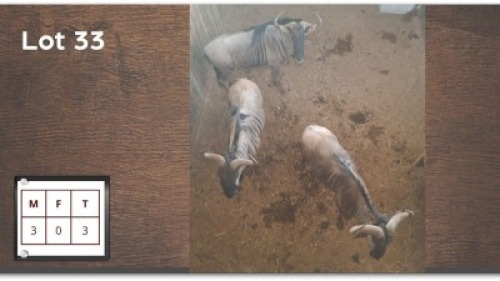 3X BLOUWILDEBEES M:3 (Per Piece to take the lot/Per stuk om lot te neem)