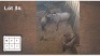 3X BLOUWILDEBEES M:3 (Per Piece to take the lot/Per stuk om lot te neem)