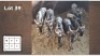 6X BLOUWILDEBEES JONK (Per Piece to take the lot/Per stuk om lot te neem)