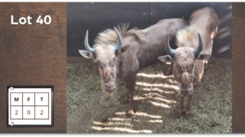 2X GOUE WILDEBEES M:2 (Per Piece to take the lot/Per stuk om lot te neem)
